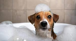 Chien prenant un bain lors du toilettage.