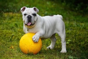 Jouet pour chien en forme de bouledogue anglais façon ballon.