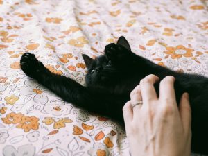 Chat heureux et détendu profitant de caresses pendant une garde à domicile.