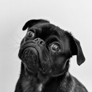 Chien