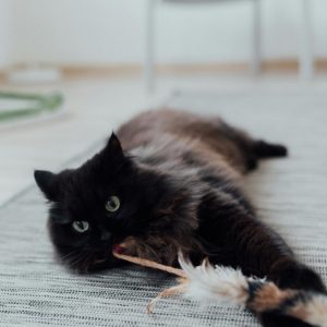 Chat