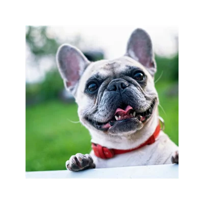 Chien