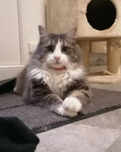 Illustration pour service de garde de chat à domicile.