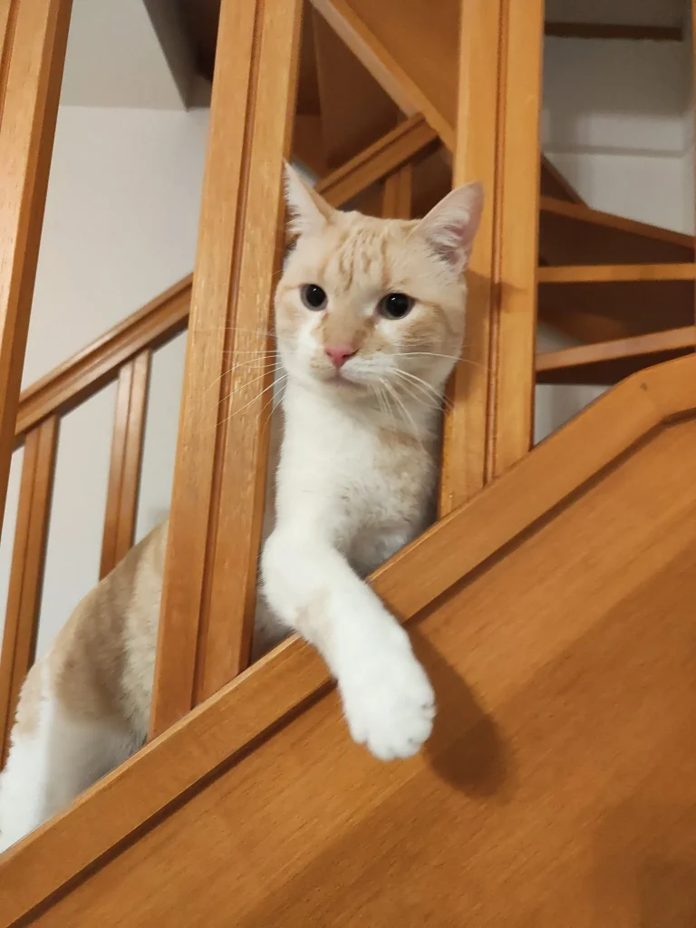 Illustration pour service de garde de chat à domicile.