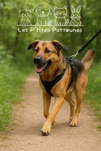 Équipement de promenade pour chien.