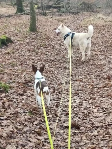 Balade et promenade avec des chiens.