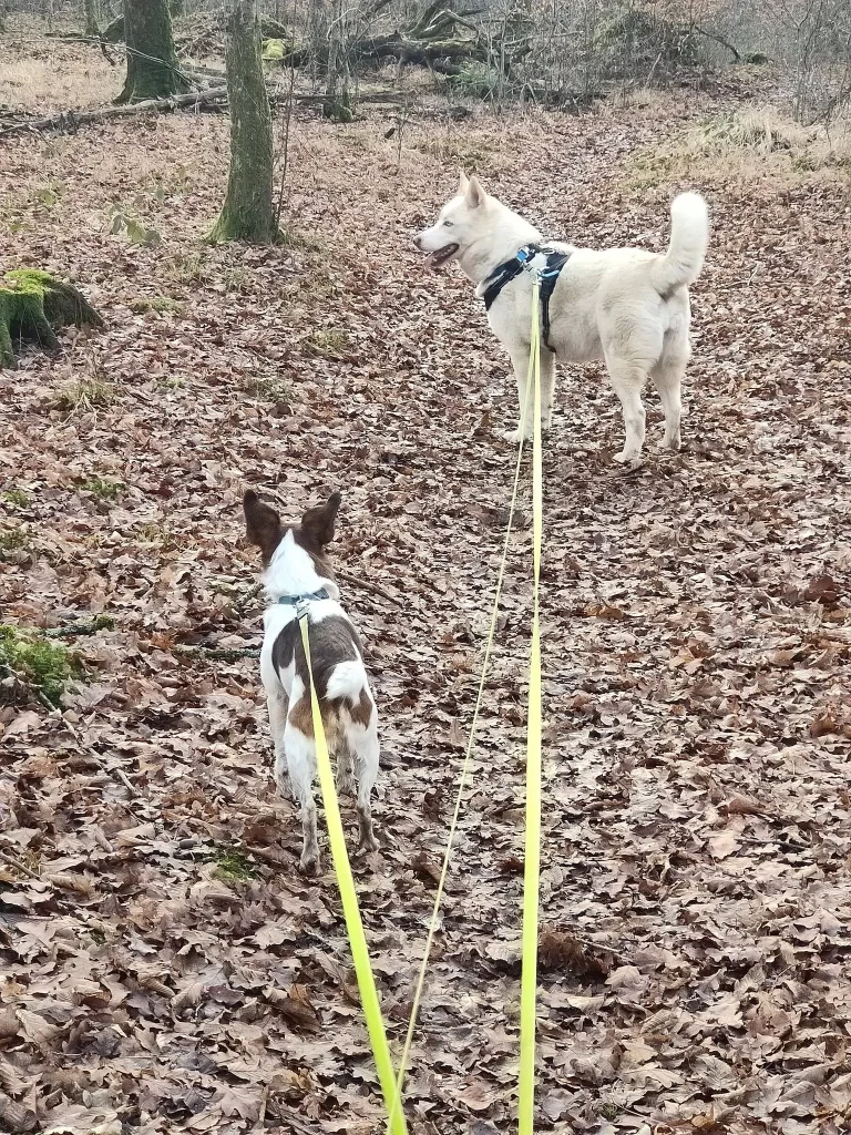 Balade et promenade avec des chiens.