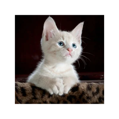 Chat